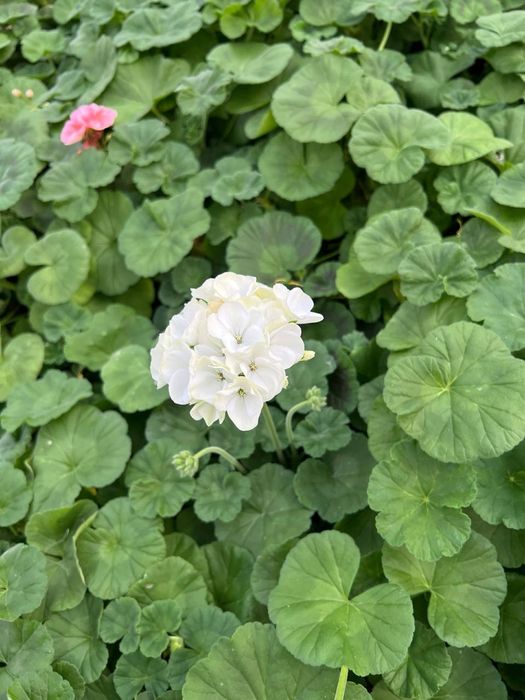 Оптом цикламен примула геран