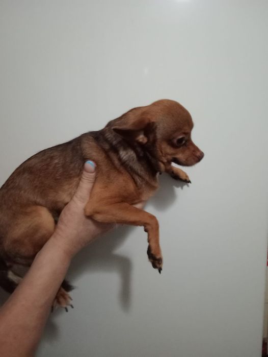 Той терьер молодой