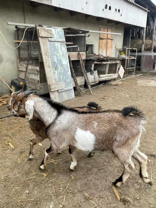 Vand Tap Anglonubian si Capre