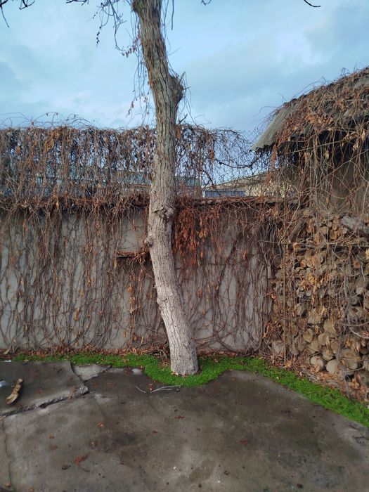 Yong'oq daraxti 2 ta kotta o'tinga zo'r