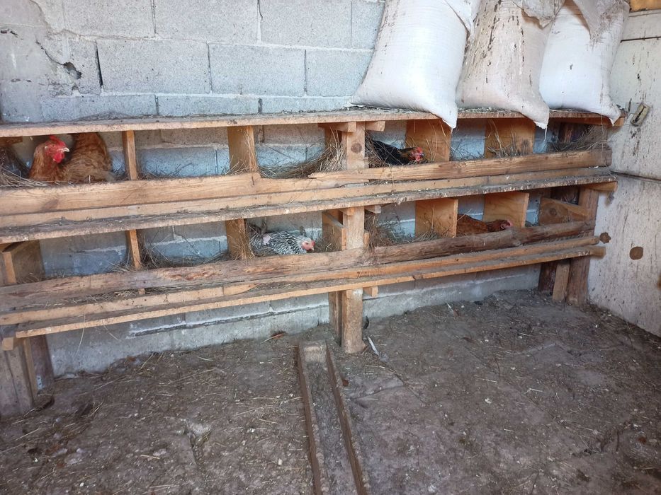 Домашни яйца от свободни  кокошки за консумация и оплодени.