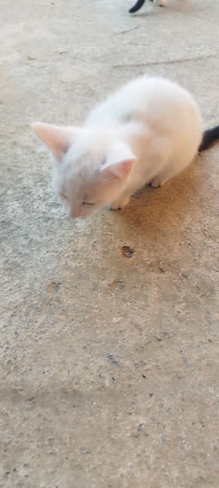 Donez pisici in adoptie