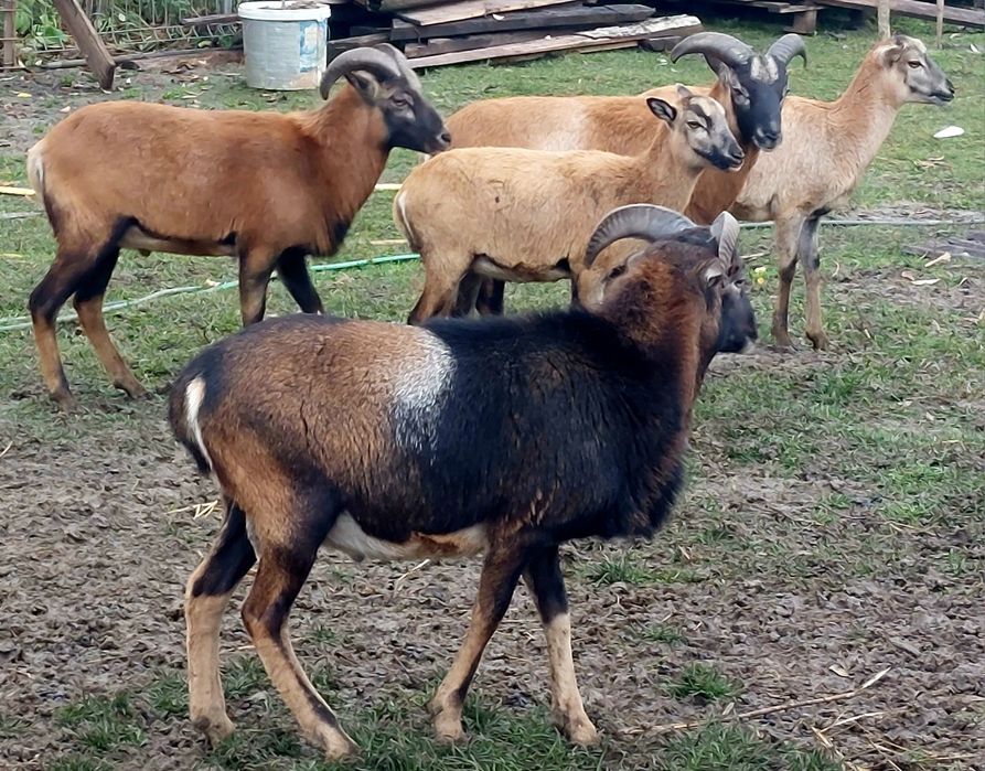 Vand oi camerun rasa pura genă tată mulfon