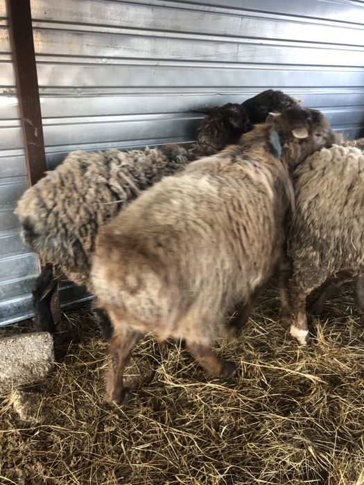 Баран годовалый