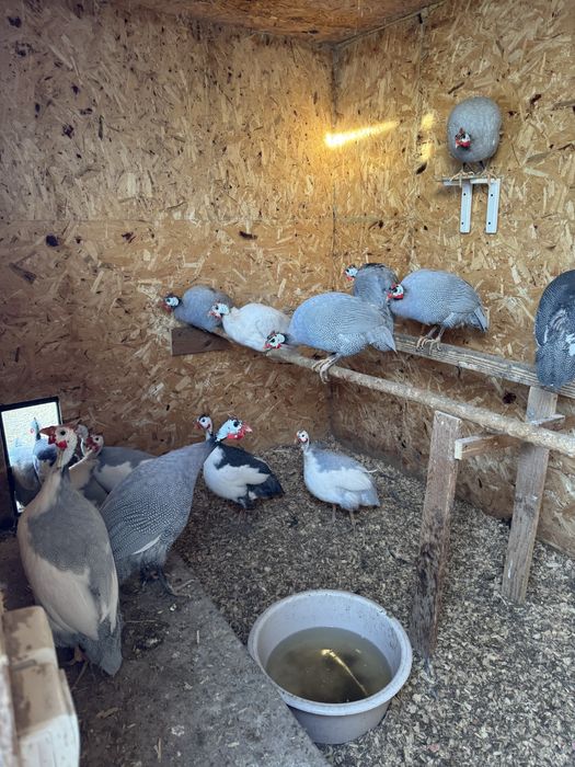 Продам цесарок 8-месячных.