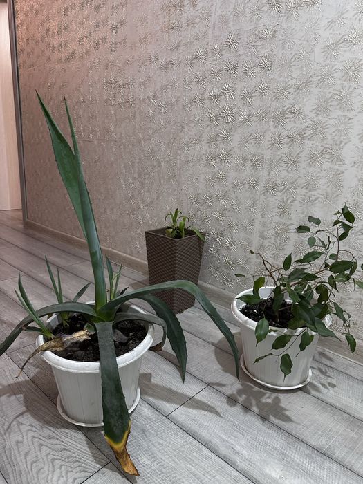 Комнатные цветы по 5000 тг