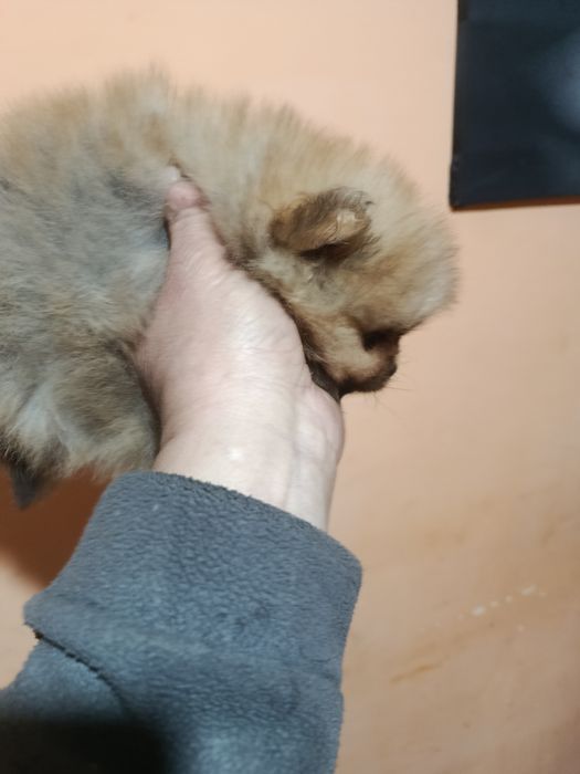 Померанкета.четери момчета