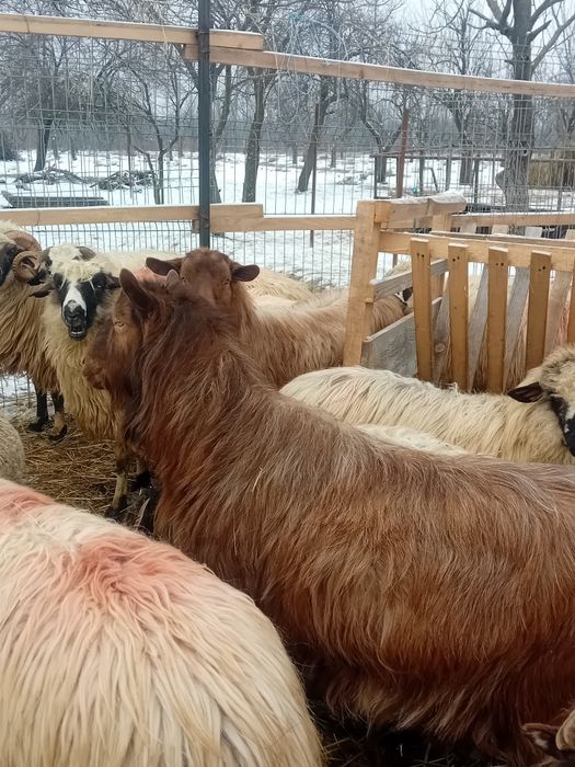 Vând sau schimb cu oi 2 țapi mari castrați