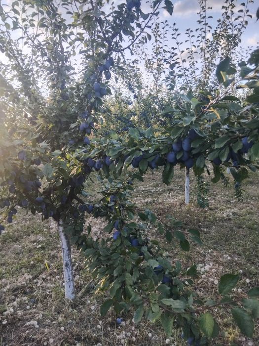 Vând prune Stanley atit pentru gemuri compot sau pentru țuică