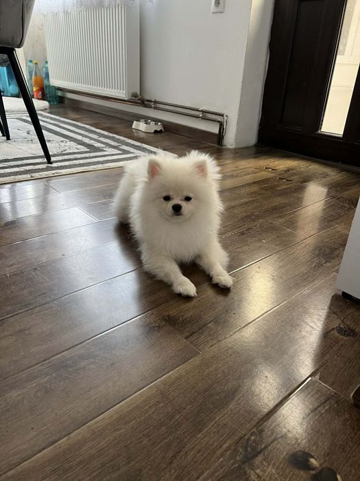 Vand Pomeranian Mascul