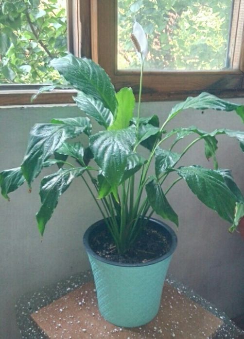 Комнатные растения