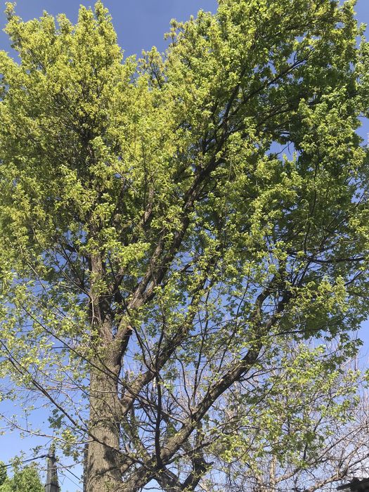 Продается дерево дуб