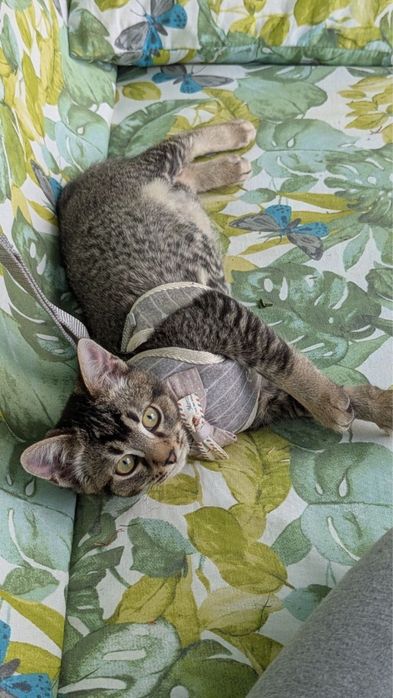 Котенок девчонка
