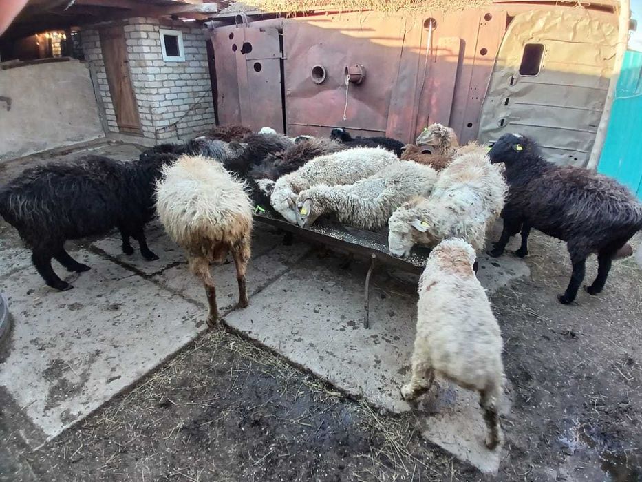 Продам баранов с барашатами