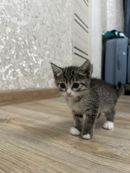 Отдам котят в хорошие руки