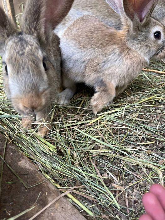 Породистые кролики