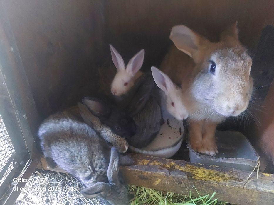 Кролихи и кролята