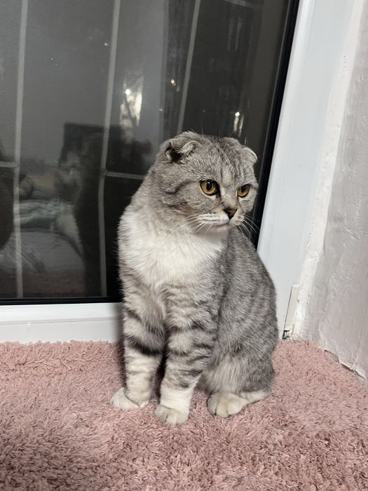 Нашли шотландскую кошку!