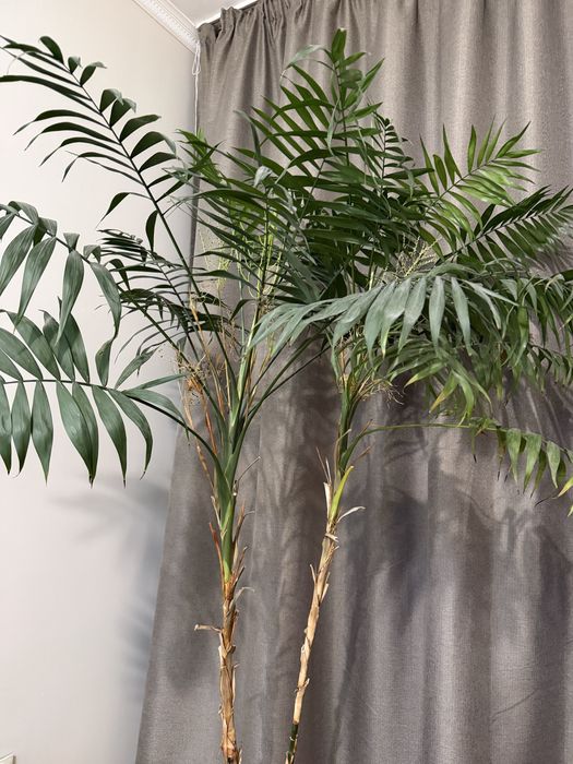 Продам пальму хамедорея