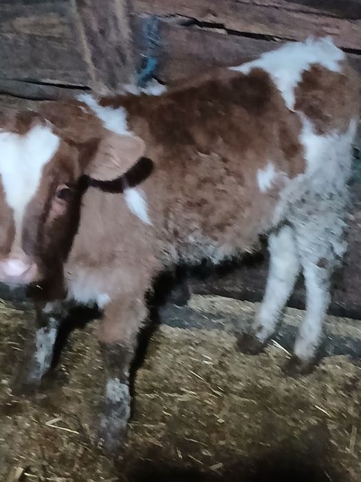 Vând doi taurasi baltati