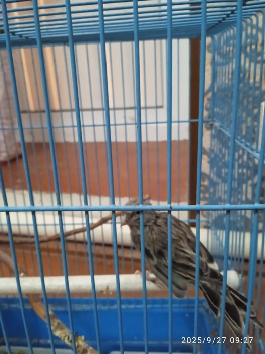 Kanareyka qushi sotiladi