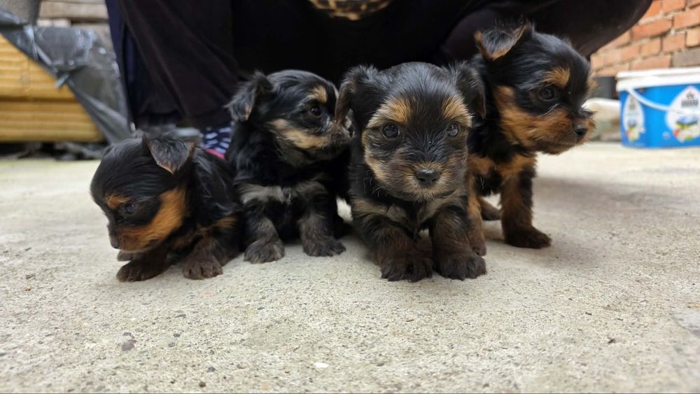 Мини йорки 350 евро