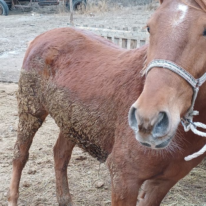 Продам лошадь,4года