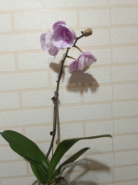 Орхидея фаленопсис