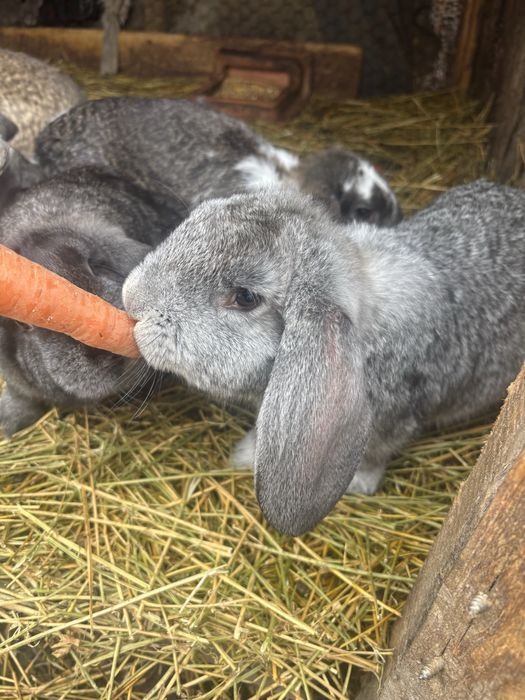 Iepuri berbec german