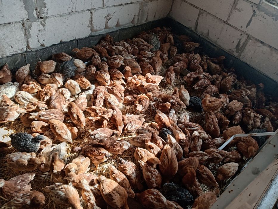 Pui, puicute outoare ISA brown și pui mixti