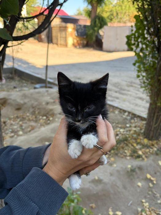 Котики красивые и милые