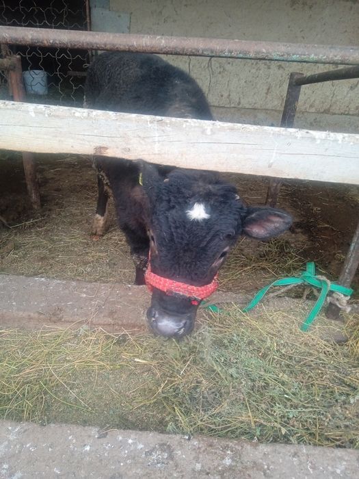 Бык бұқа семіз кемі бар залиний