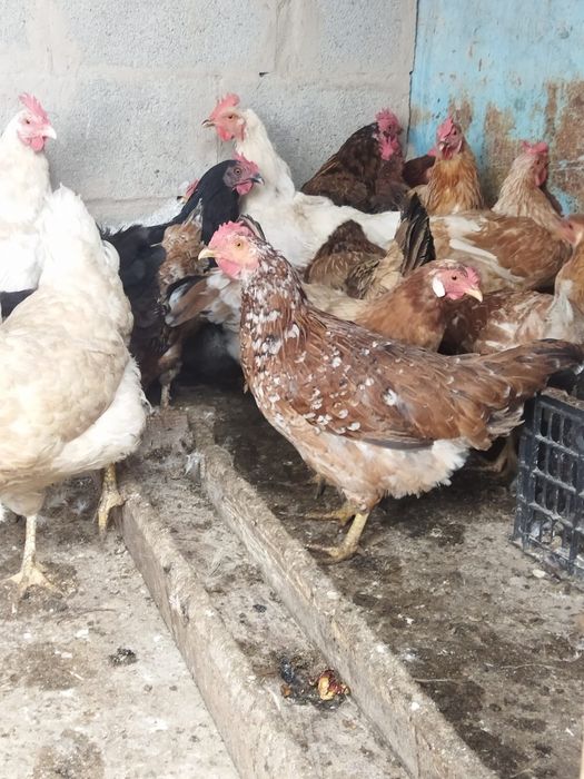 Продам куры домашние