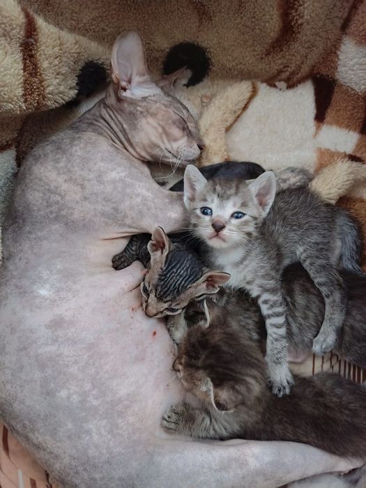 Донские котята сфинкс