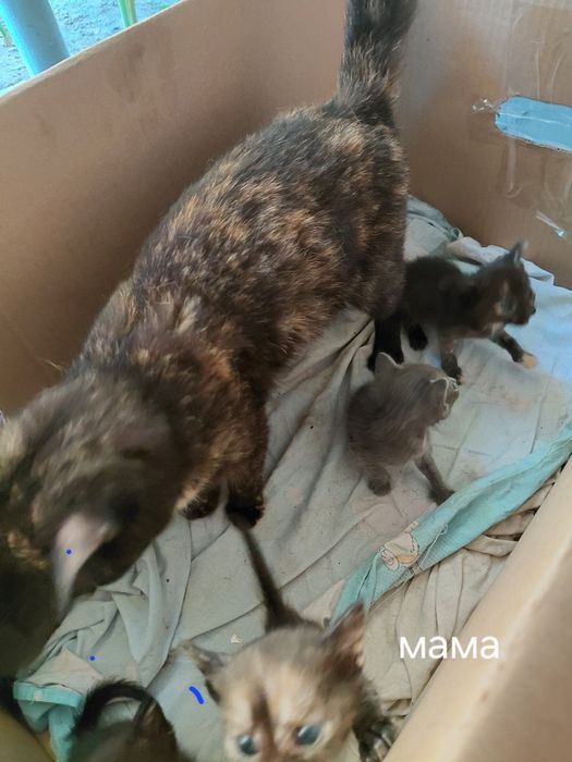 Отдам котят в самые добрые руки