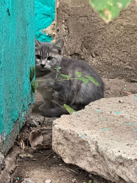 Котята бесплатно