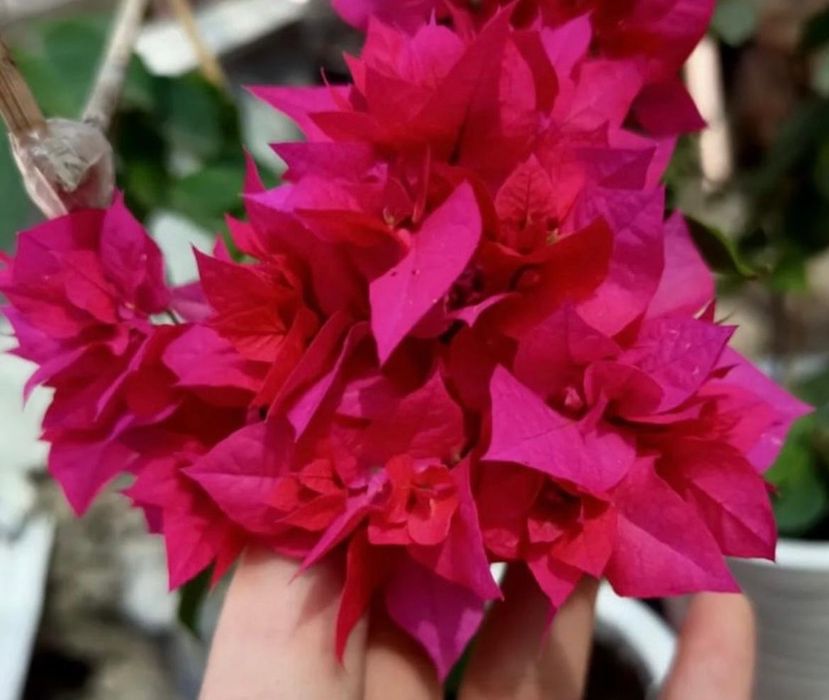 Комнатные растения