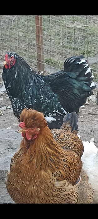 Vând găini moțate