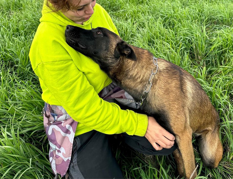 Щенки малинуа от Че Гевары