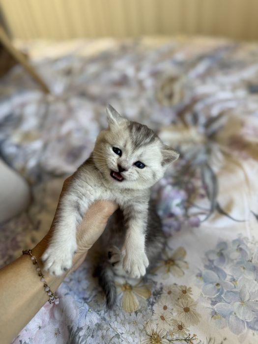 Продаются котята скоттиш-фолд скотиш страйт