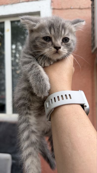 Котята скотиш фолд, 2 мес
