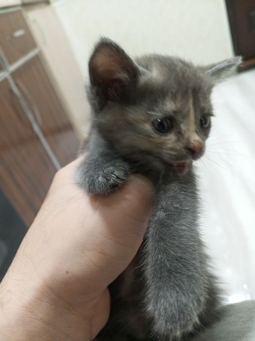 Котёнок в хорошие руки