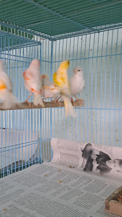 Кансрейки. Самцы и самки