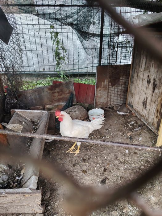 Cocoși comuni 3 bucăți