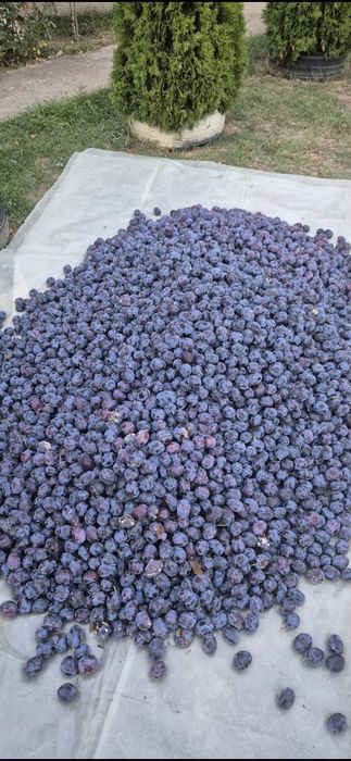 Vând prune bine coapte pentru țuică – calitate garantată