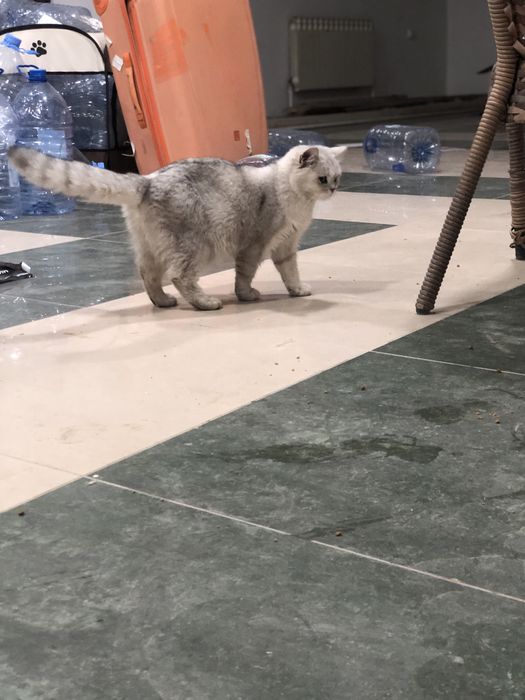 Британская шиншилла