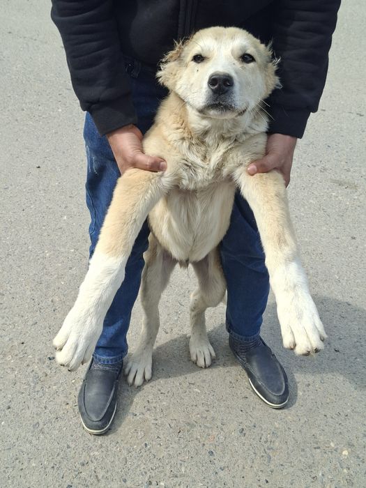 Alabay zoti 3(oylik)