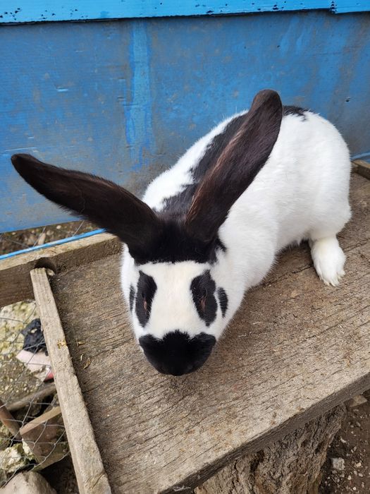 Iepuroaică fluture german