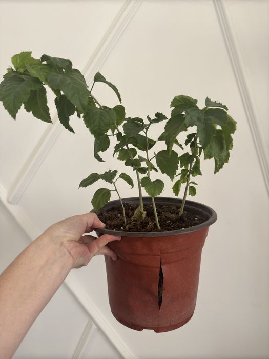 Сириский гибискус