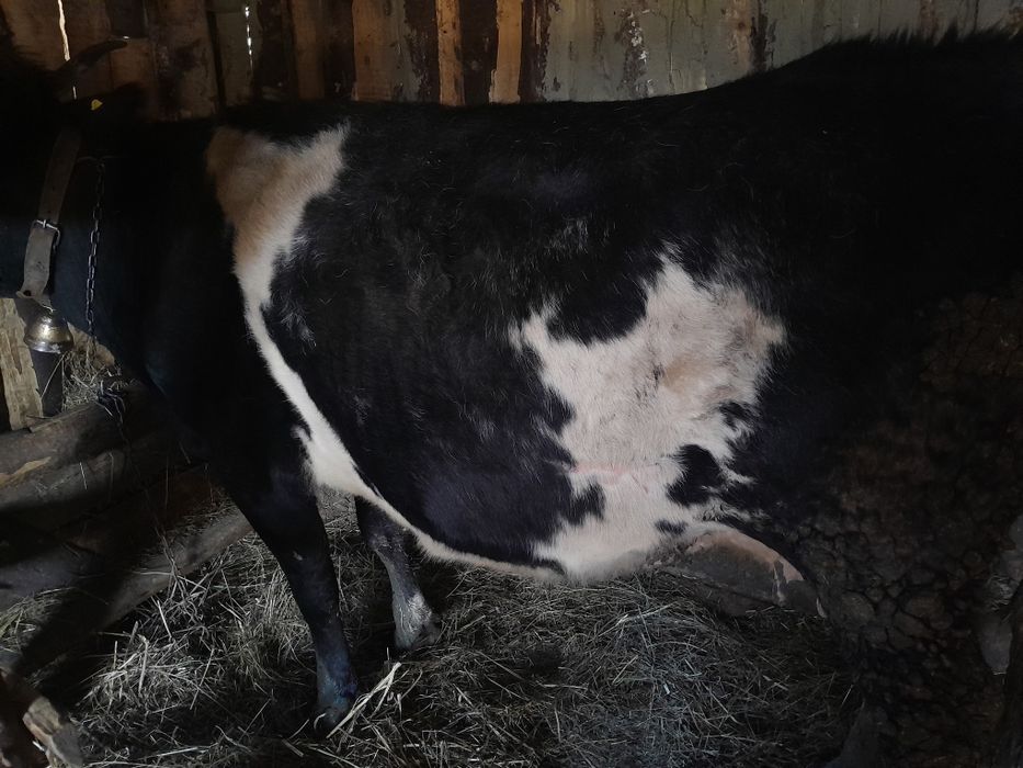 Vacà vacà gestantà, vaca are 7 ani ,mai multe detali la telefon  07538